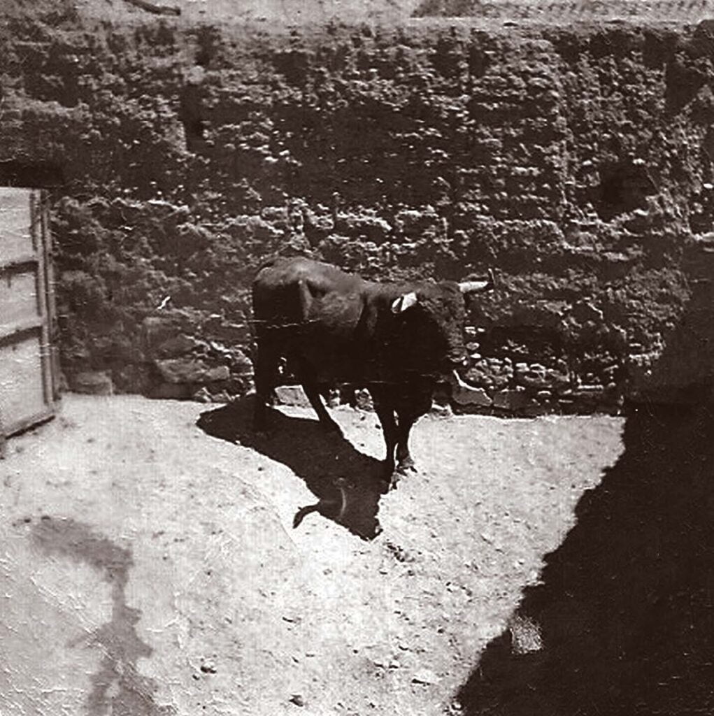 El Toro en los corrales del Toril Viejo, Año 1946
