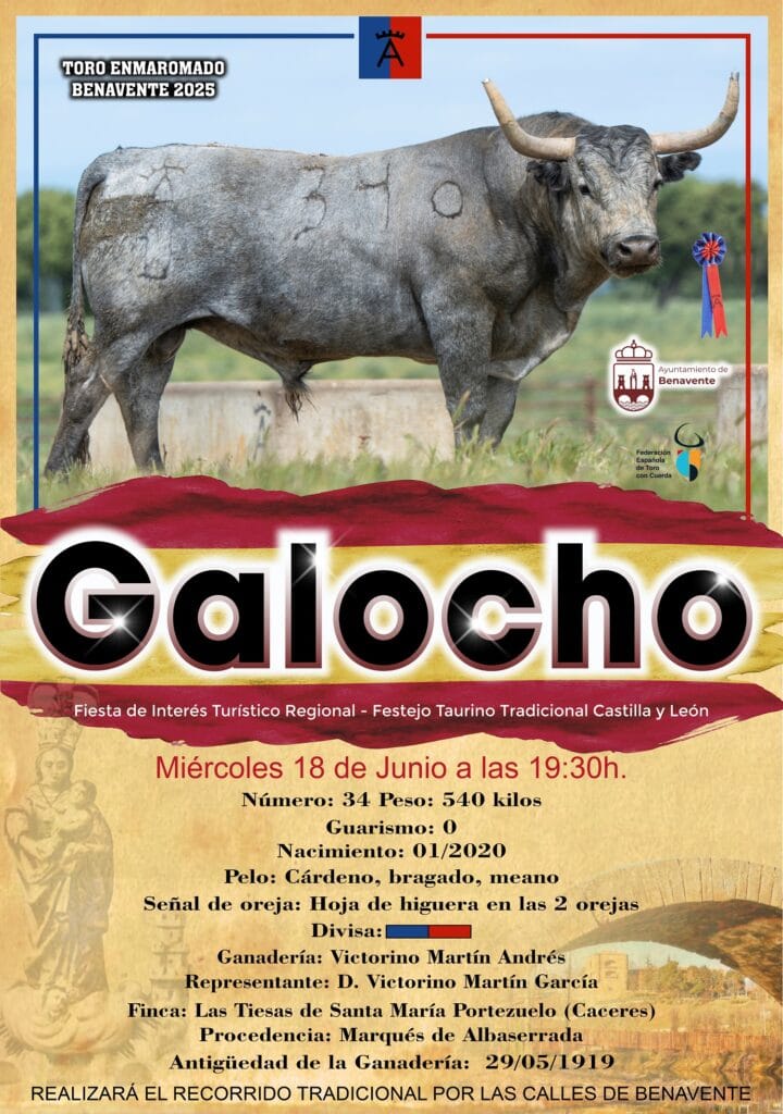 Galocho, Toro Enmaromado 2025